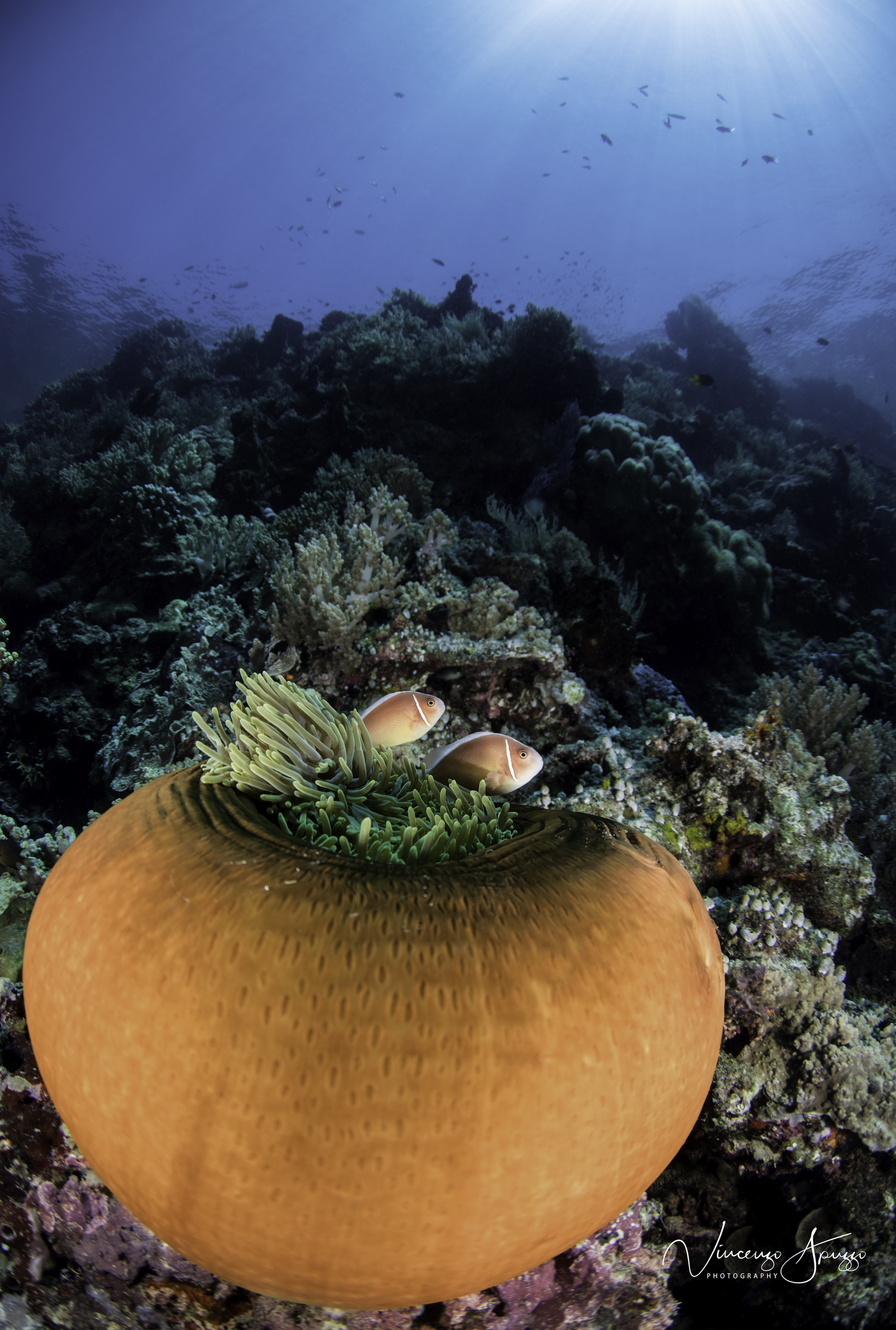 Clownfish Weda Bay Halmahera Indonesia