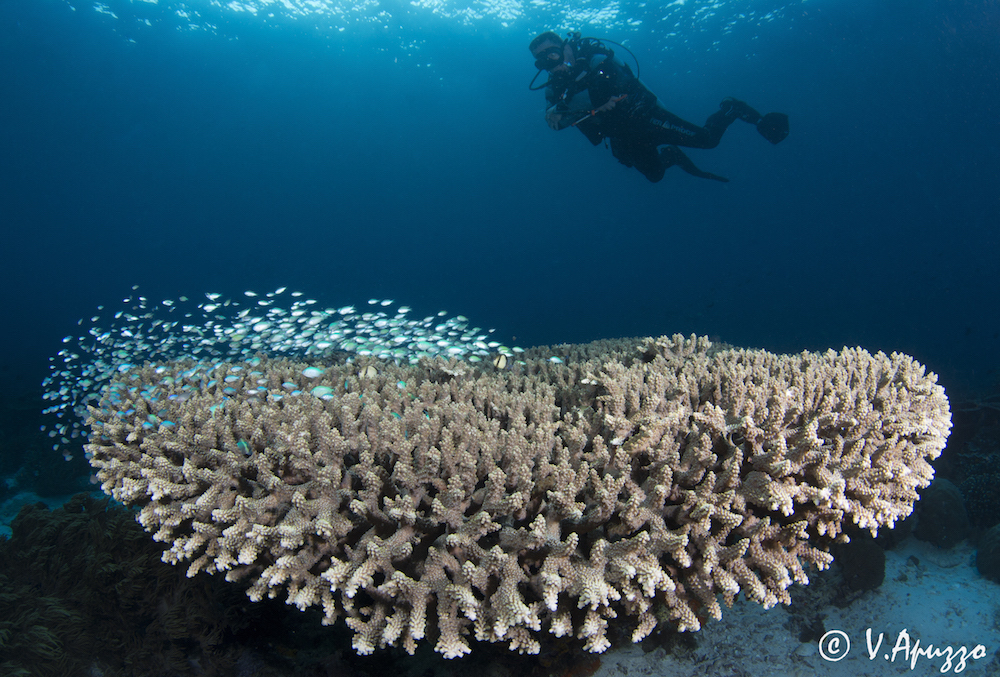 Papua Reef shot